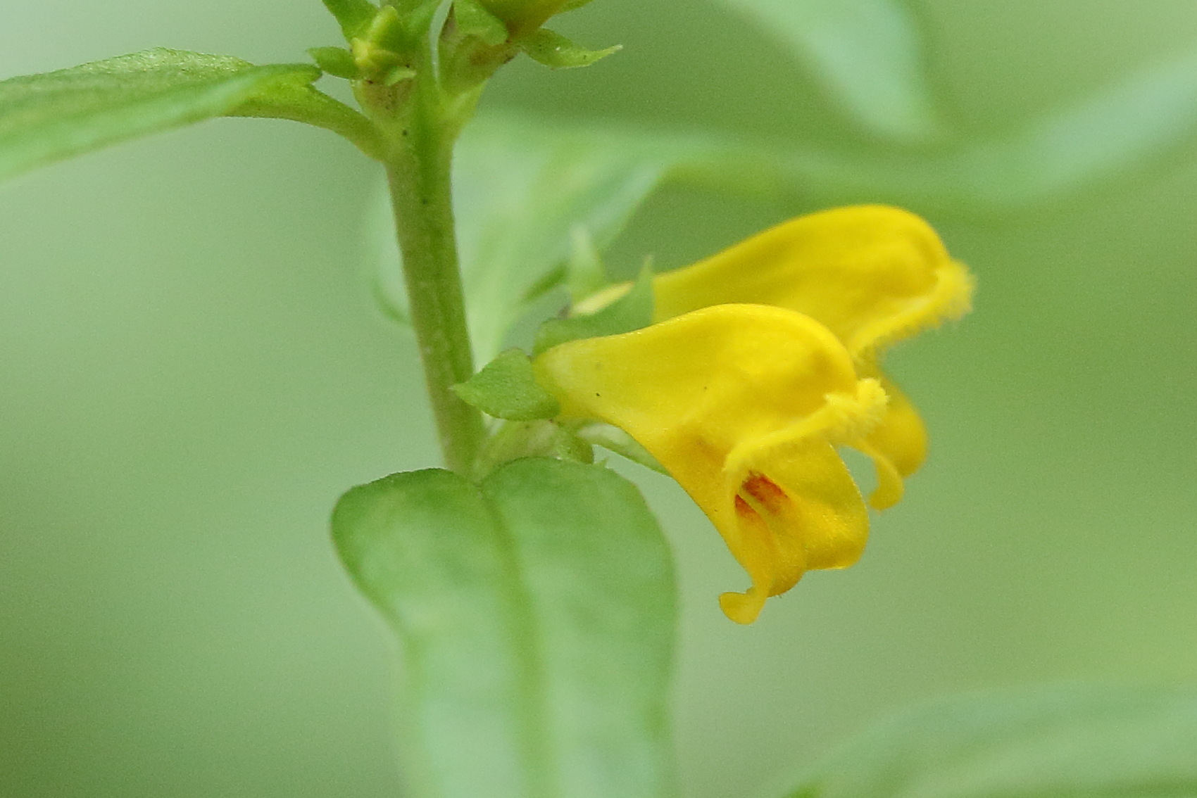 melampyrum_sylvaticum8md