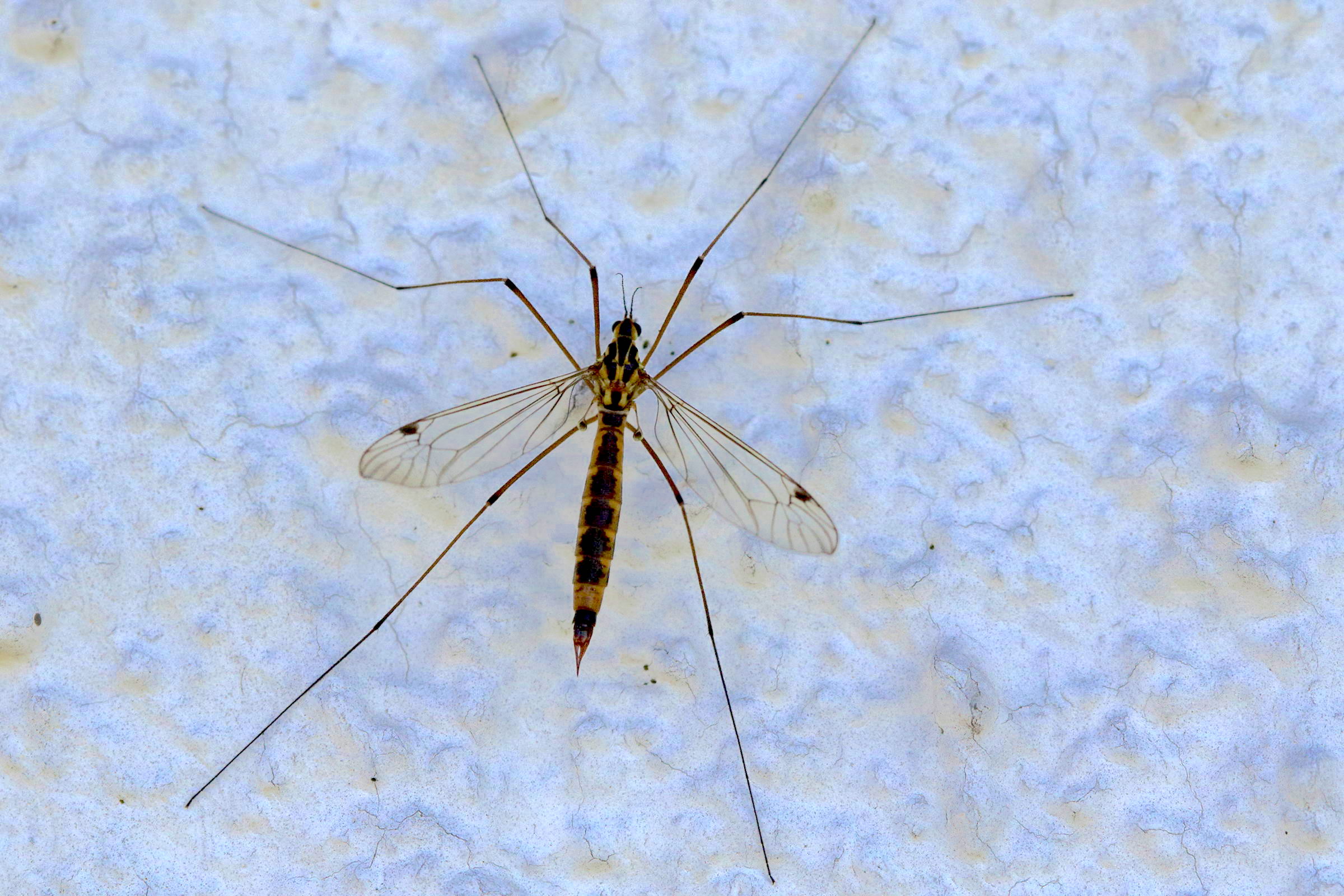 nephrotoma_cornicina2md