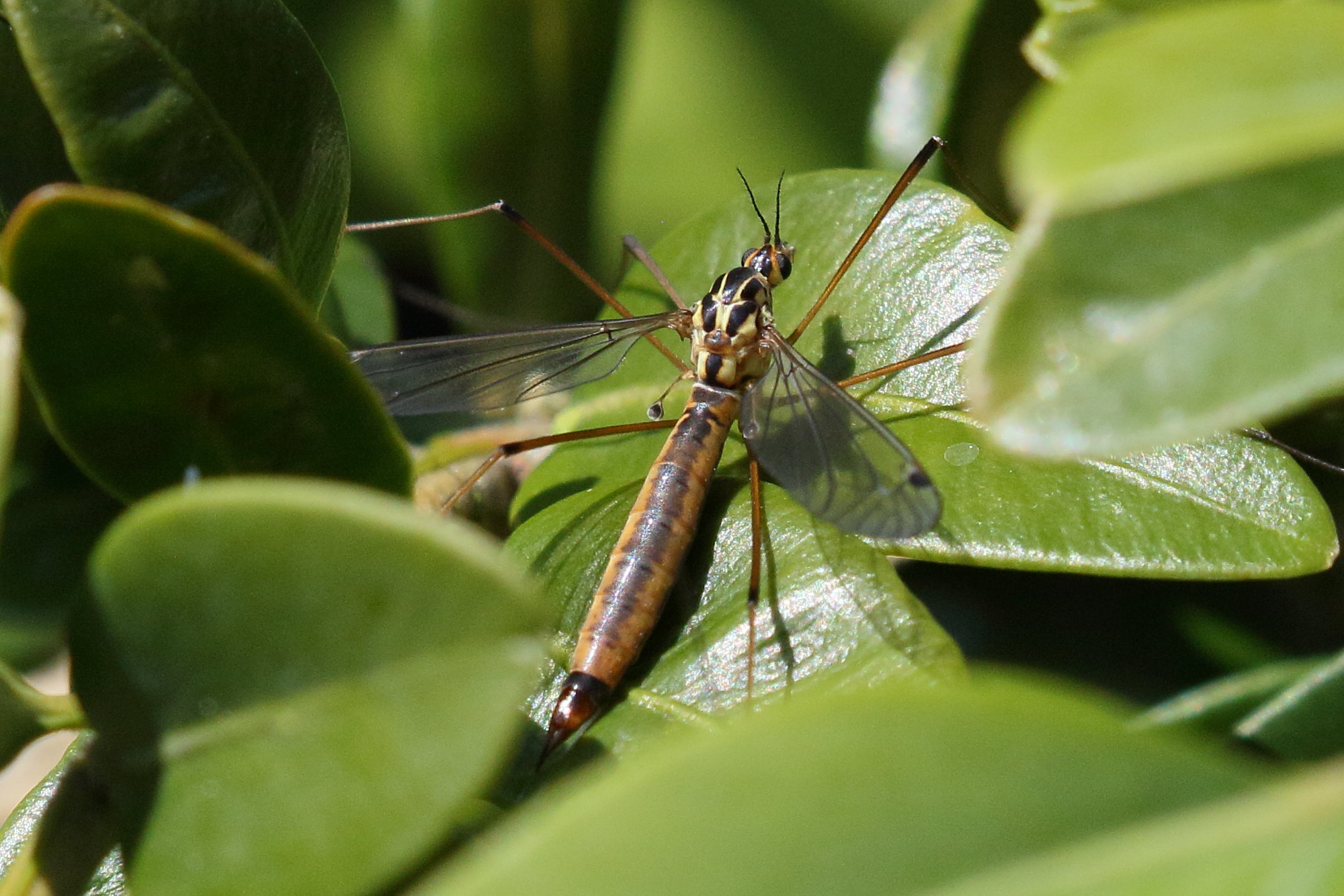 nephrotoma_cornicina3bd