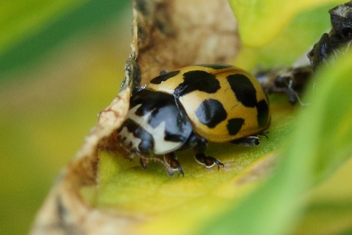 Afficher le média propylea_quatuordecimpunctata7md propylea_quatuordecimpunctata7md