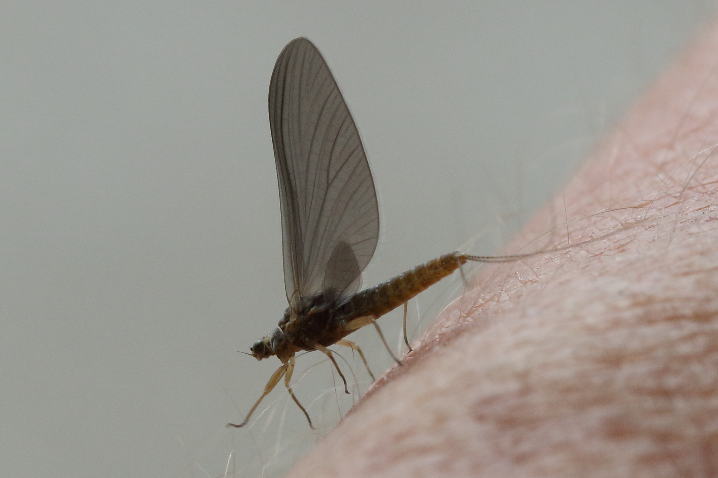 serratella_ignita2md