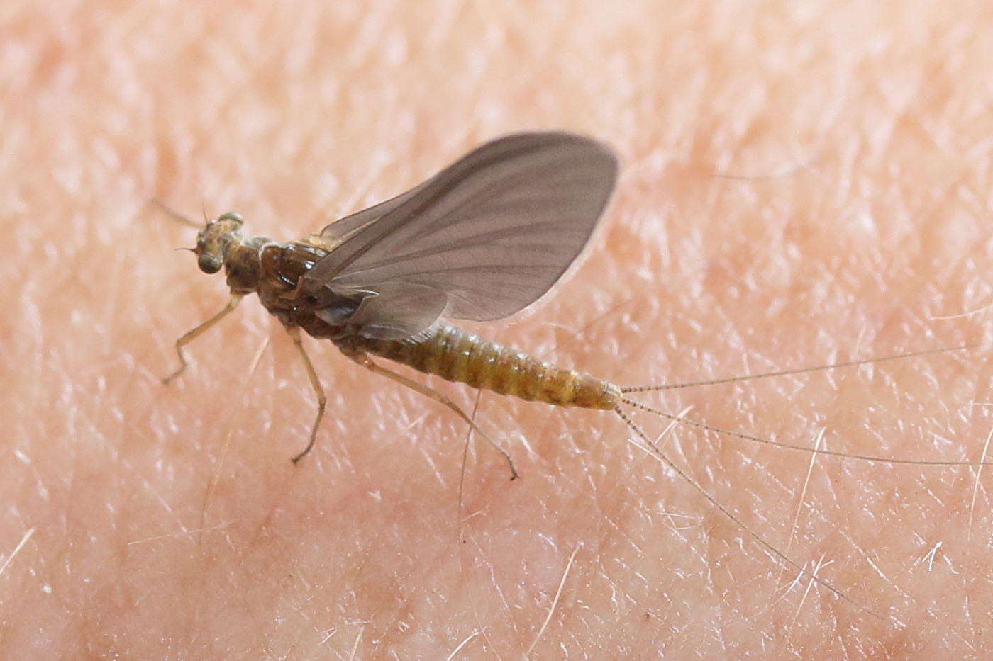 serratella_ignita3md