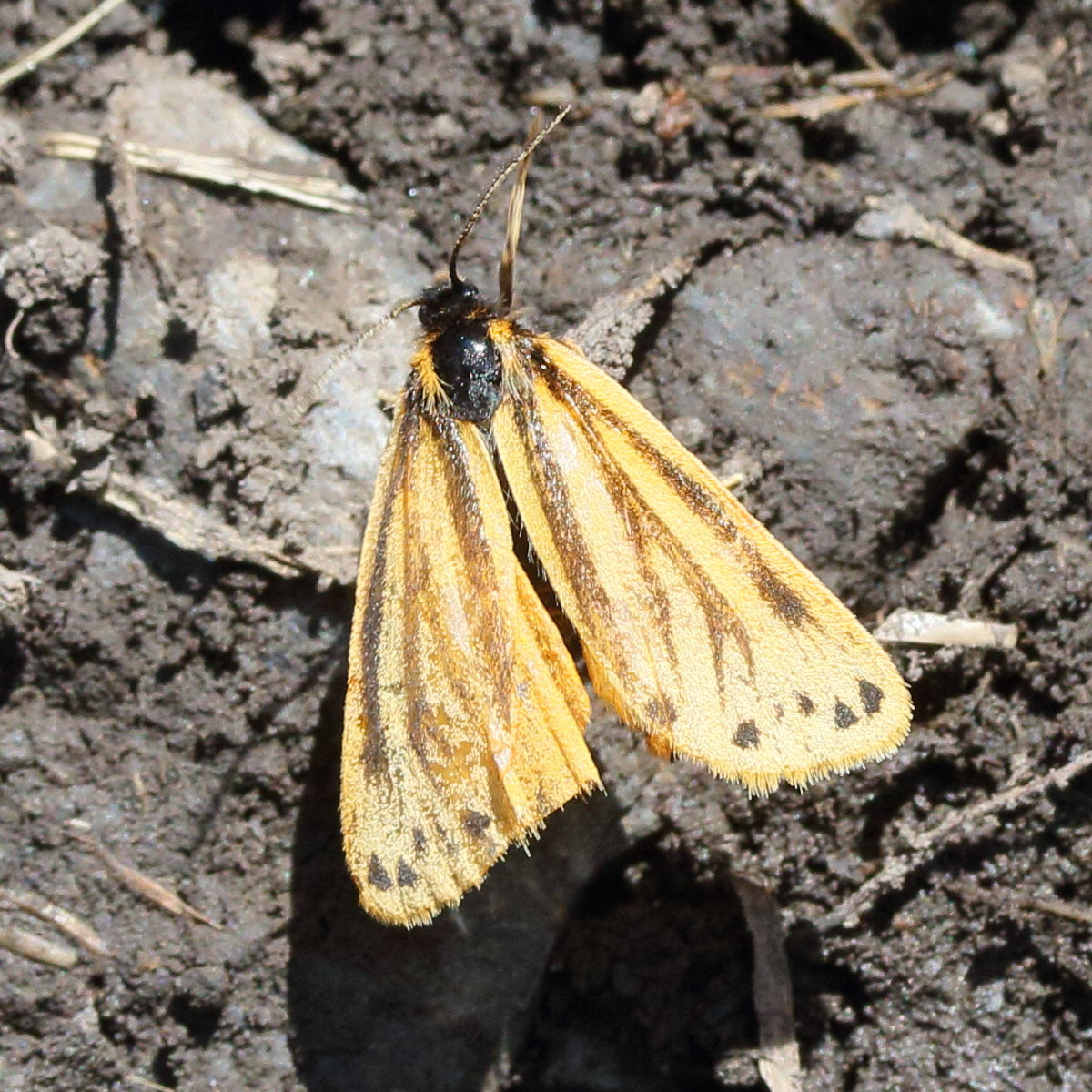 Afficher le média setina_aurita1md setina_aurita1md