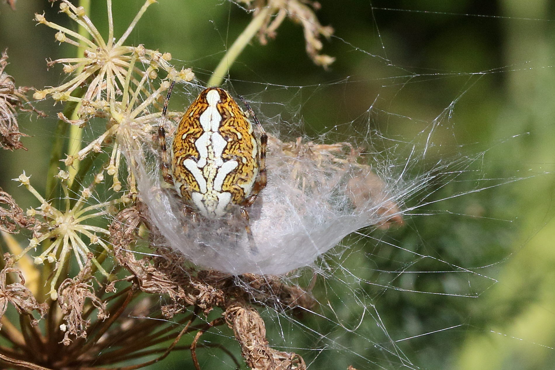 aculepeira_ceropegia4md