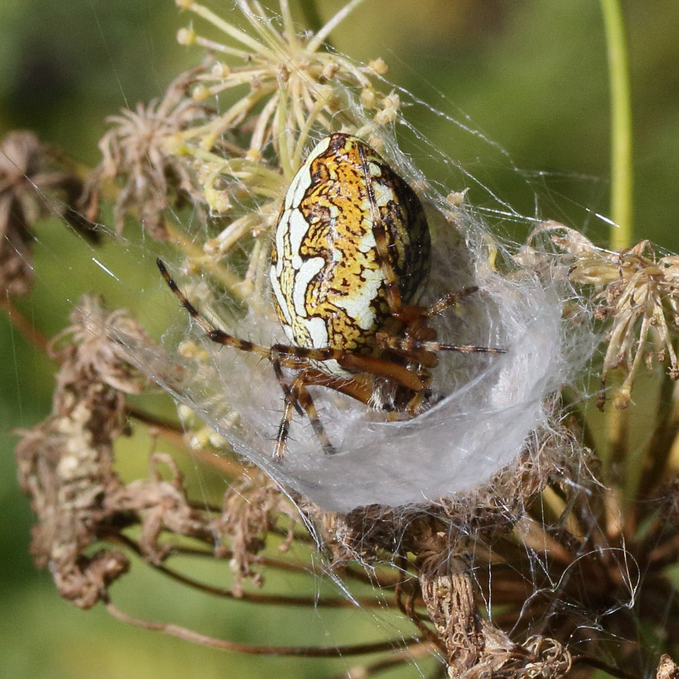 aculepeira_ceropegia5md