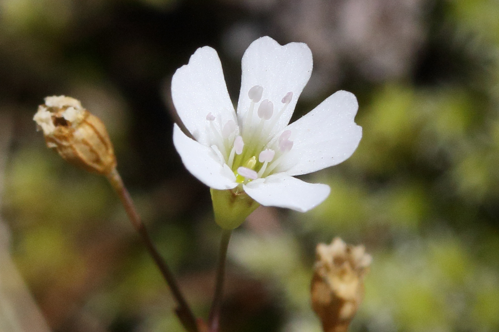 Afficher le média atocion_rupestre4md atocion_rupestre4md