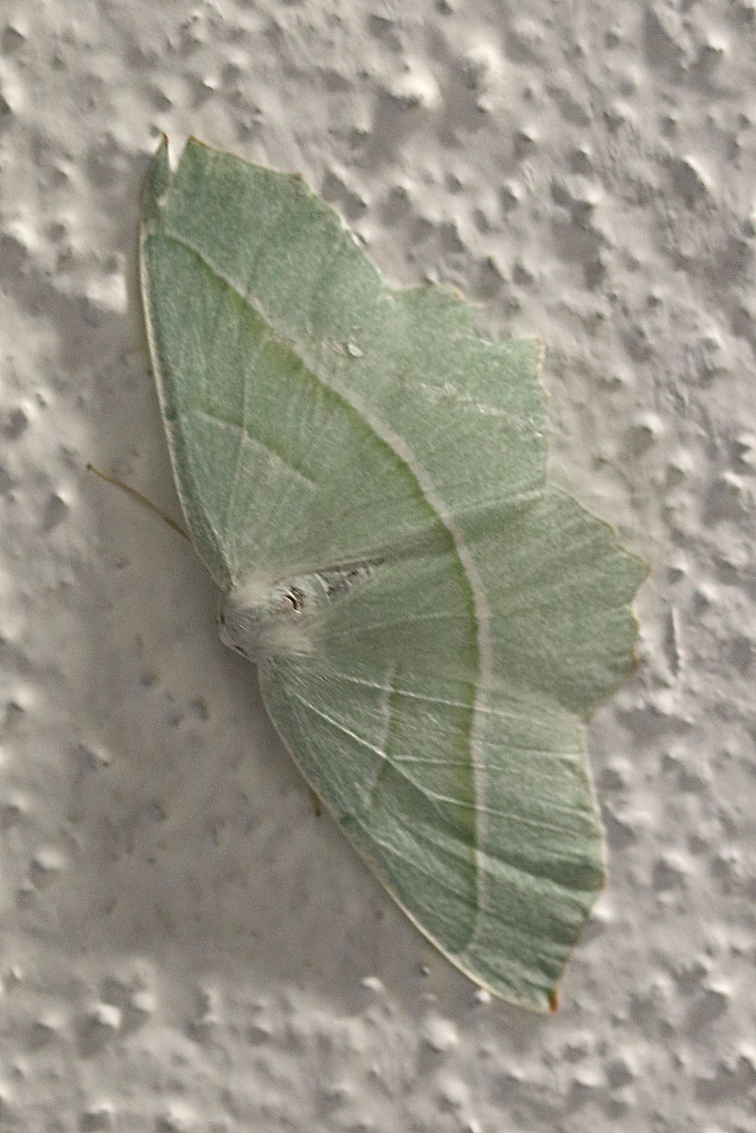 campaea_margaritata2md