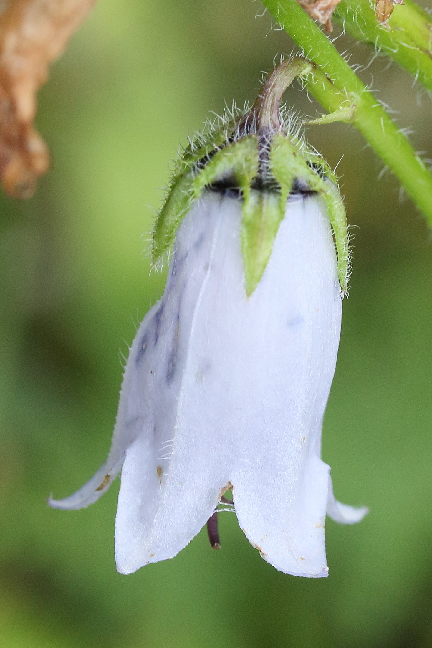 Afficher le média campanula_barbata3md campanula_barbata3md