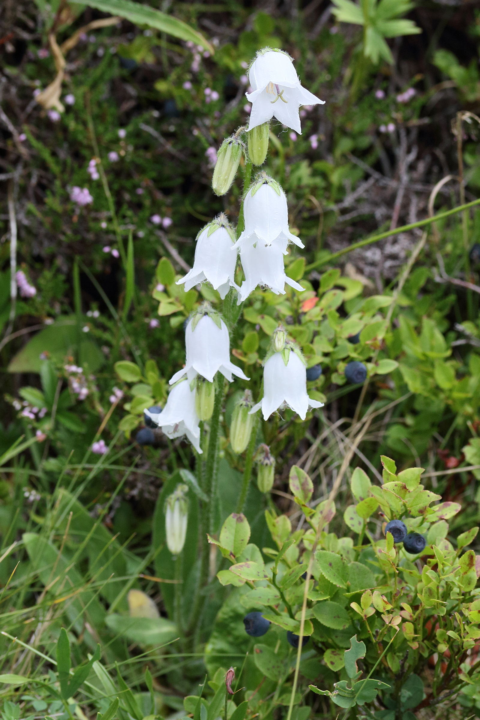 Afficher le média campanula_barbata4md campanula_barbata4md