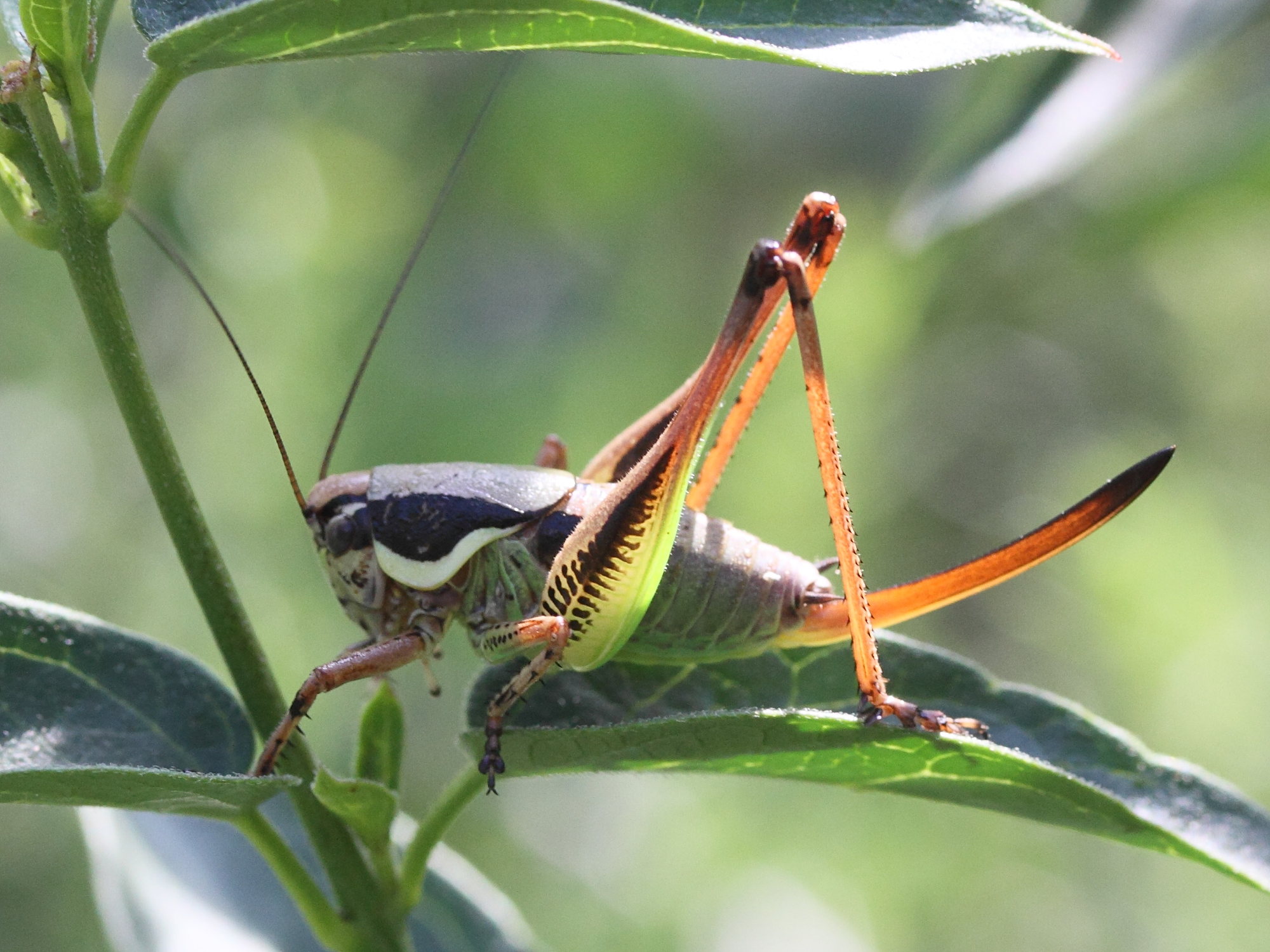 eupholidoptera_chabrieri3md