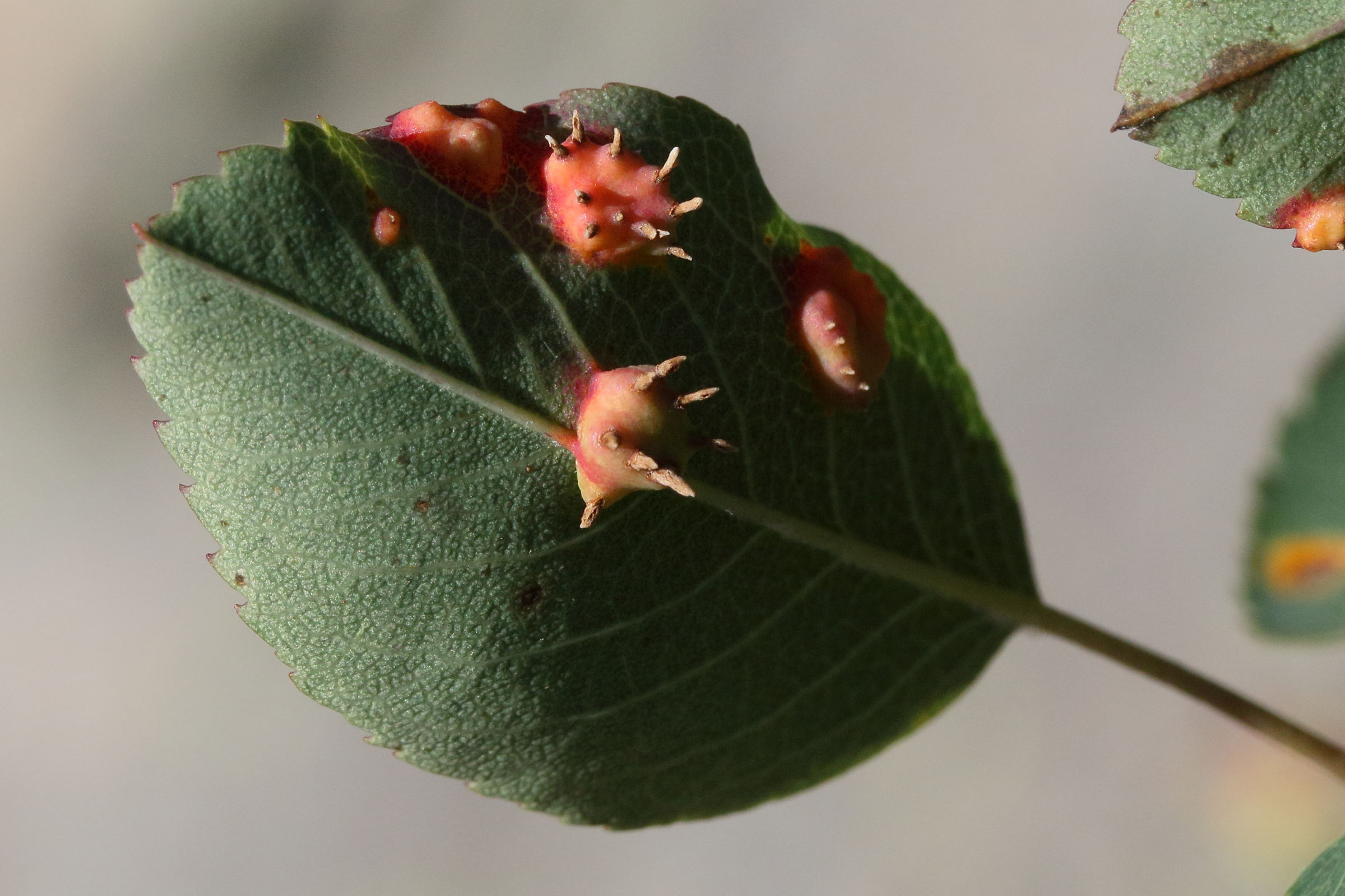 Afficher le média gymnosporangium_amelanchieris1md gymnosporangium_amelanchieris1md