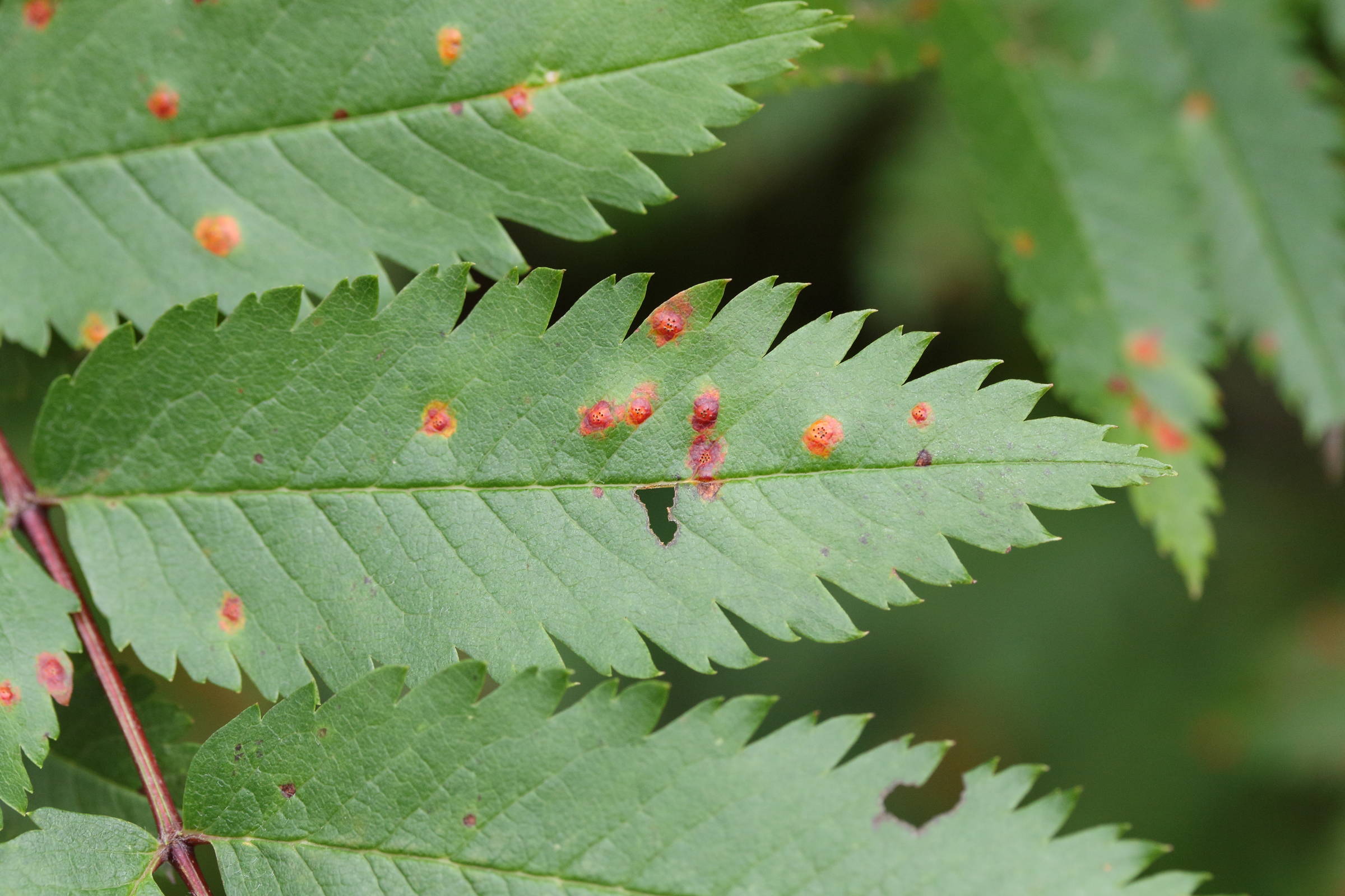 Afficher le média gymnosporangium_cornutum_galle4md gymnosporangium_cornutum_galle4md