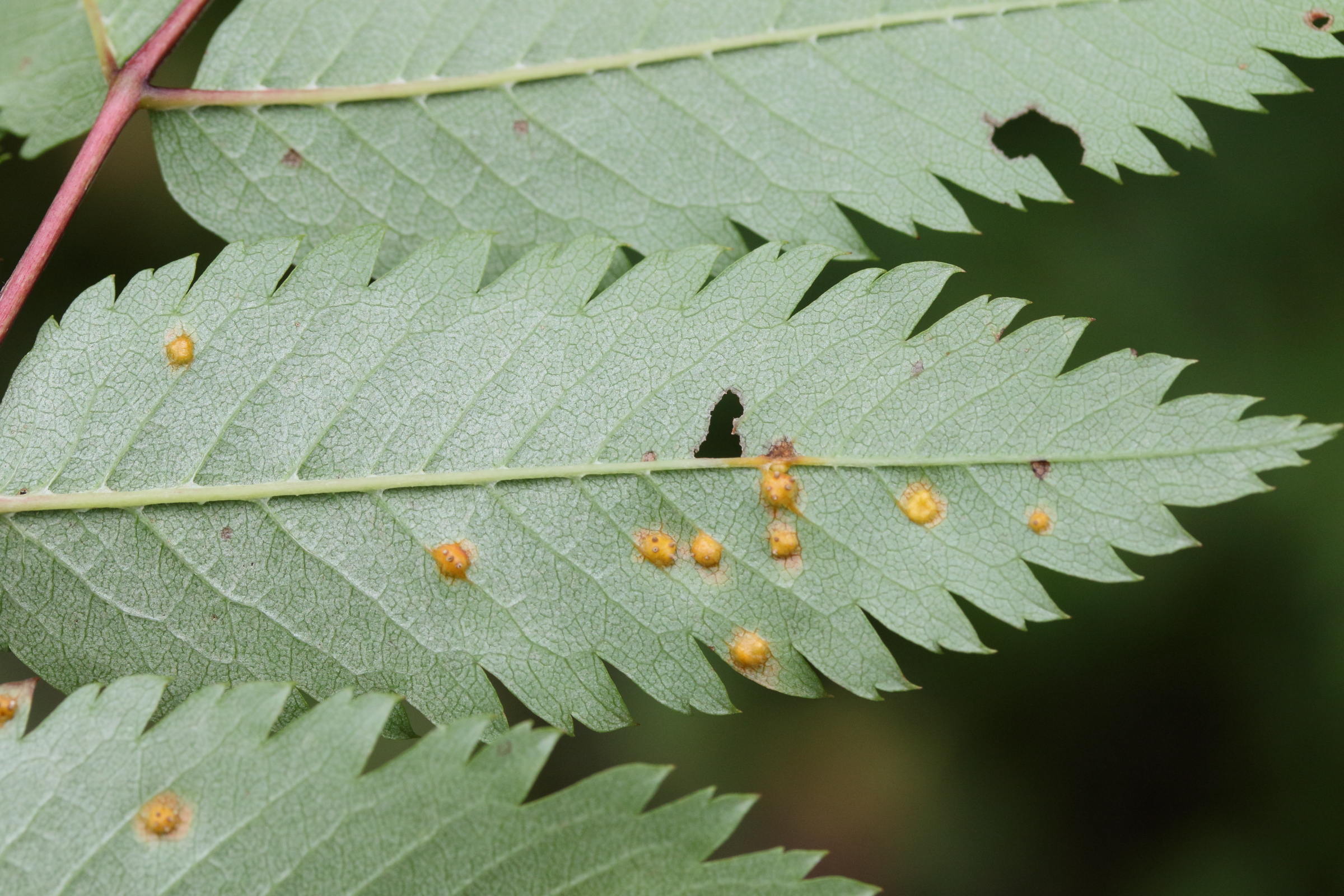Afficher le média gymnosporangium_cornutum_galle5md gymnosporangium_cornutum_galle5md