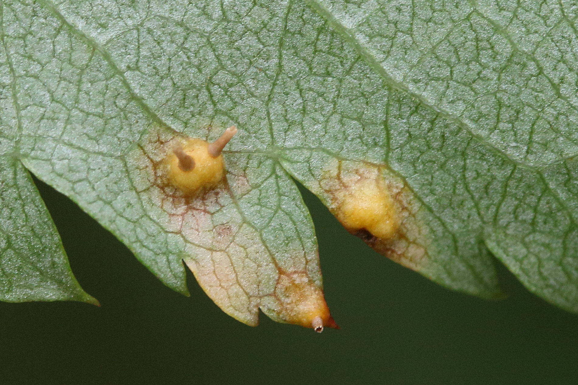 Afficher le média gymnosporangium_cornutum_galle6md gymnosporangium_cornutum_galle6md