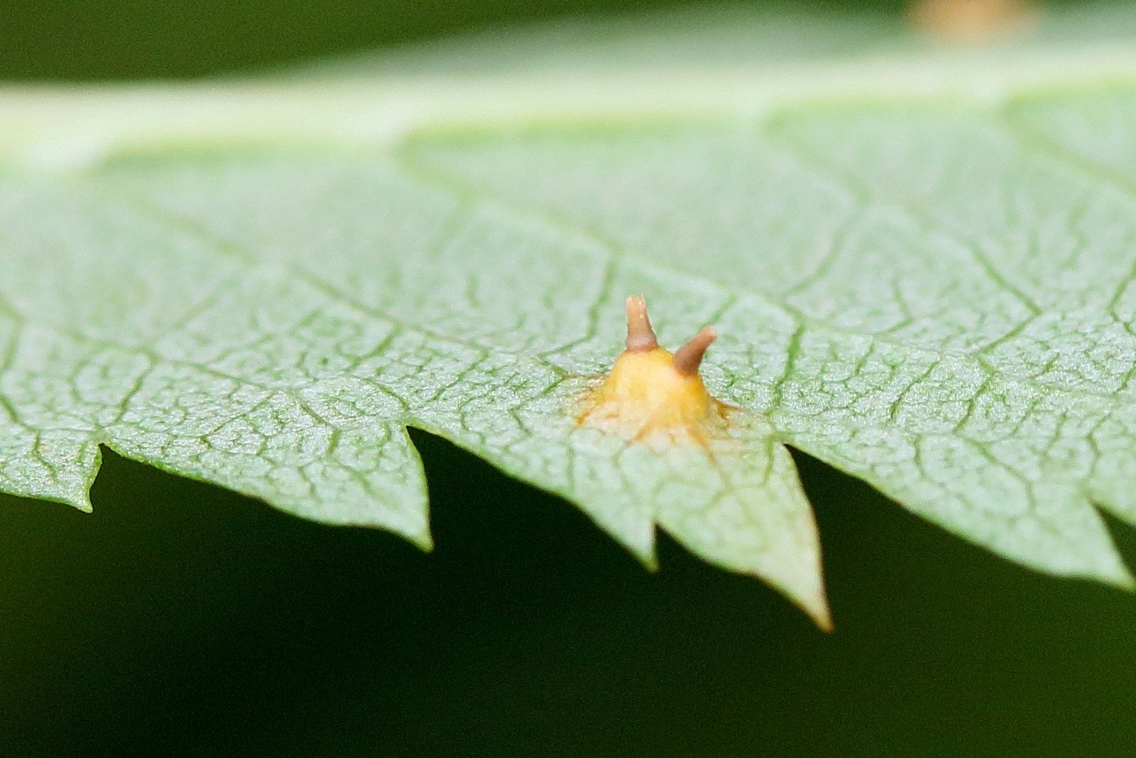 Afficher le média gymnosporangium_cornutum_galle7md gymnosporangium_cornutum_galle7md