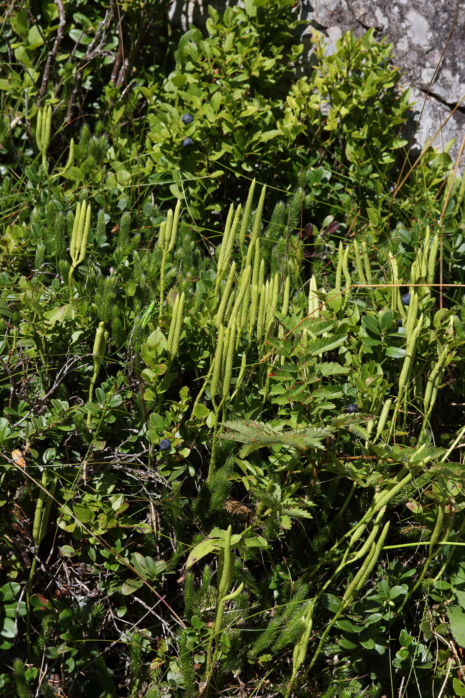 lycopodium_clavatum3md