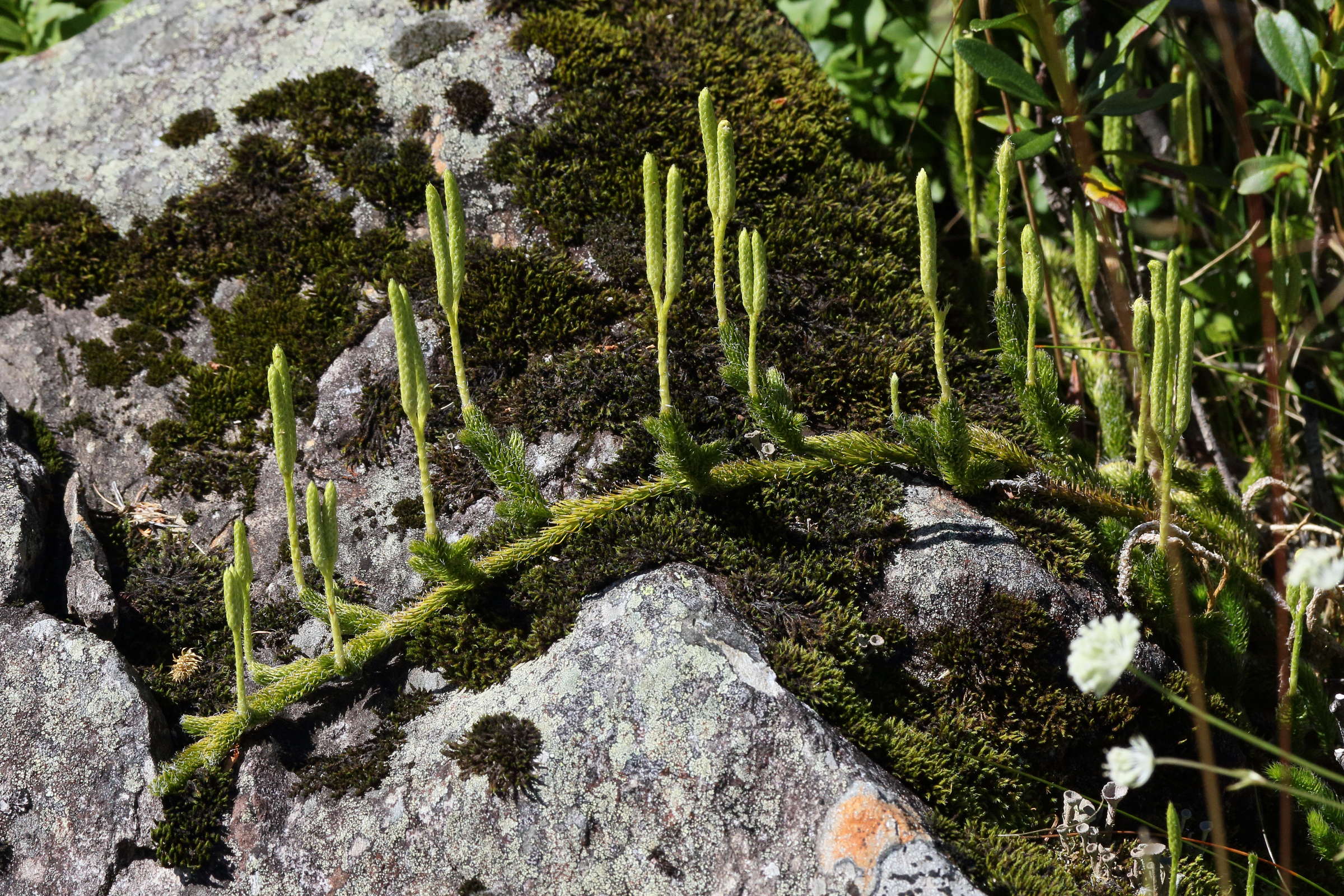 lycopodium_clavatum4md