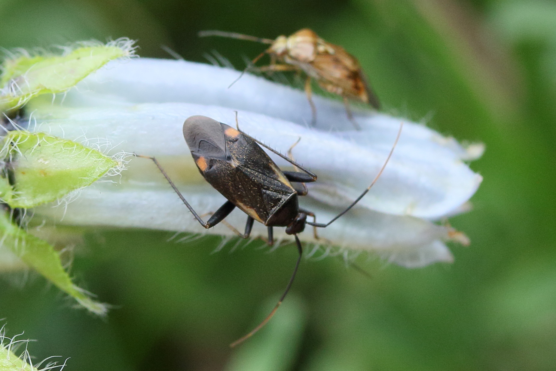 adelphocoris_seticornis2md