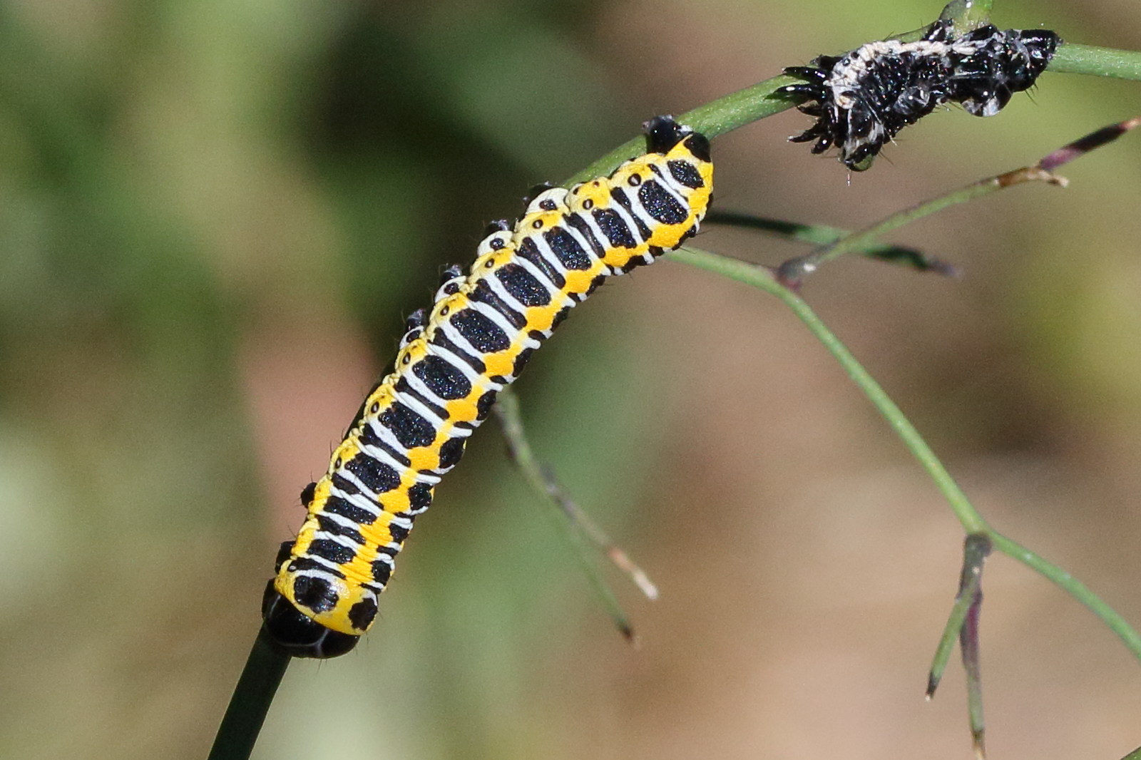 cucullia_lactucae_ch1md