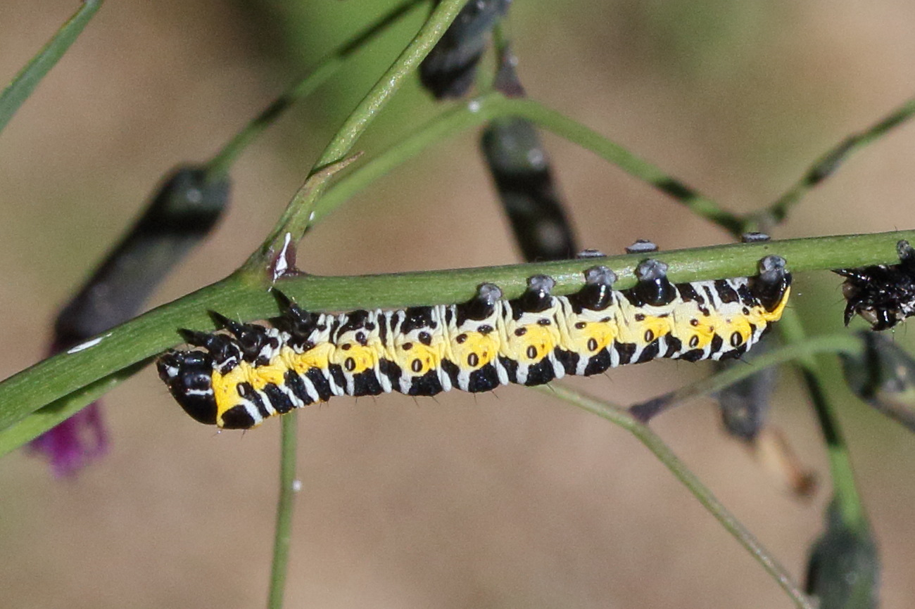 cucullia_lactucae_ch2md