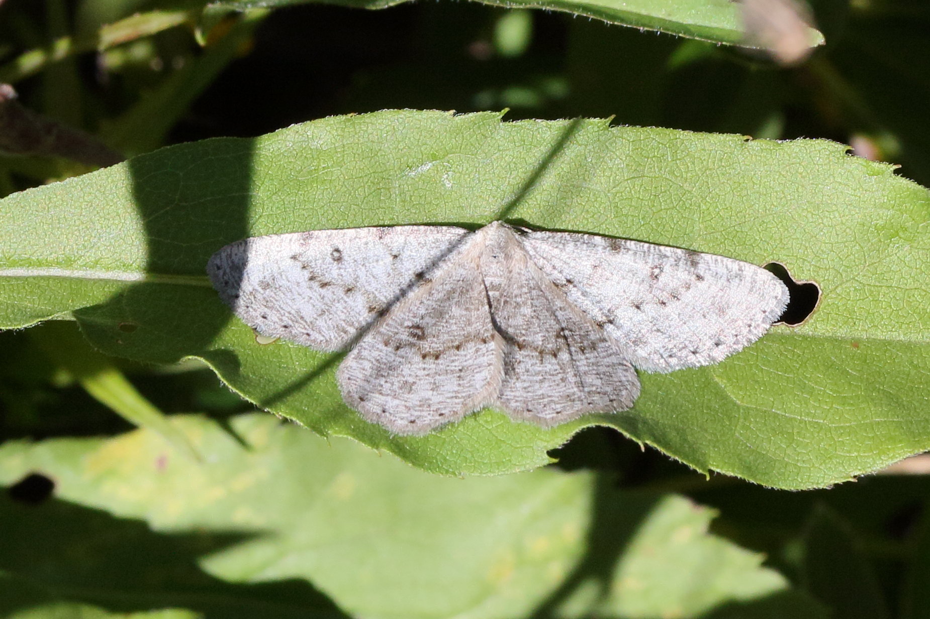 elophos_vittaria2mdjpg