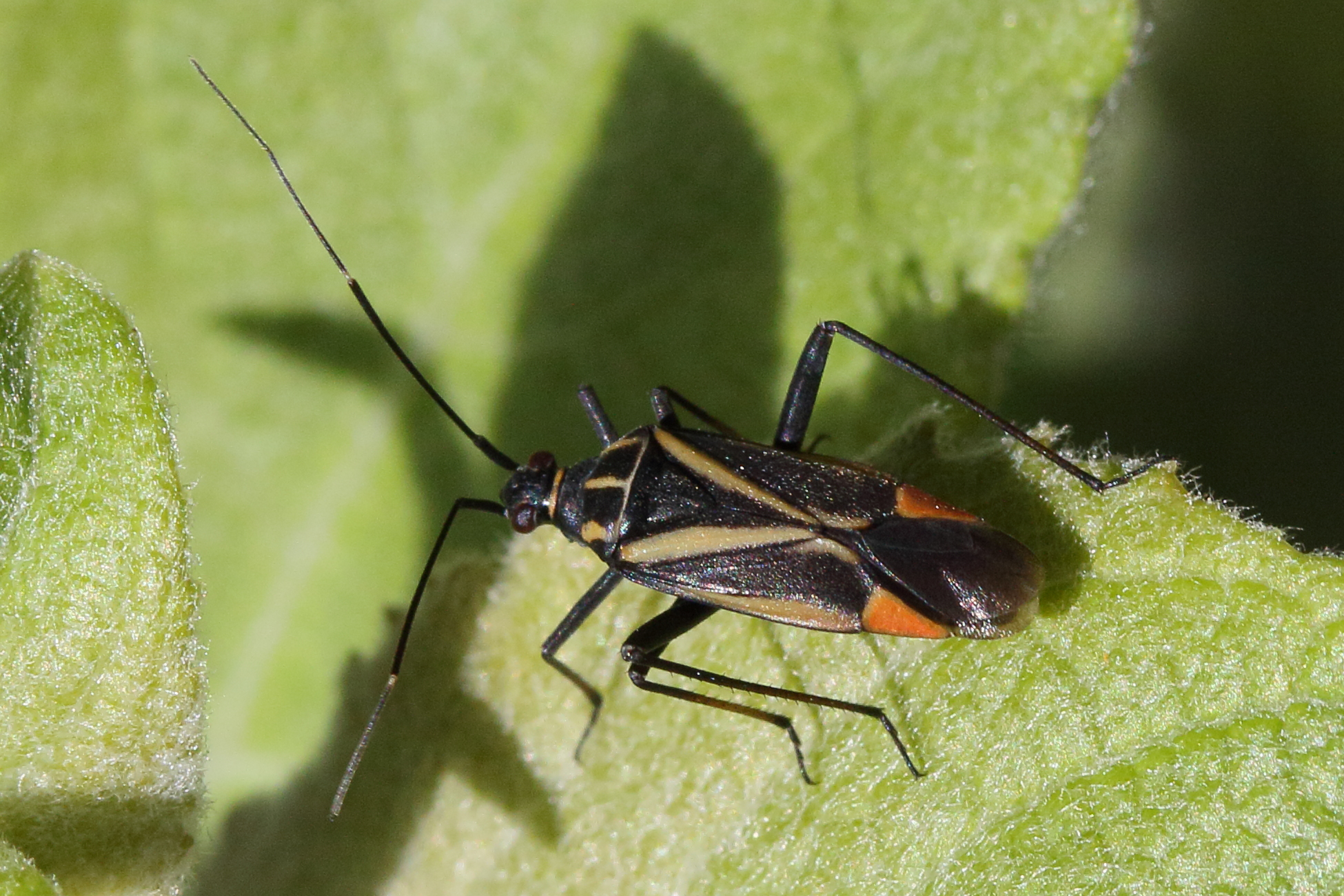 hadrodemus_m-flavum5md