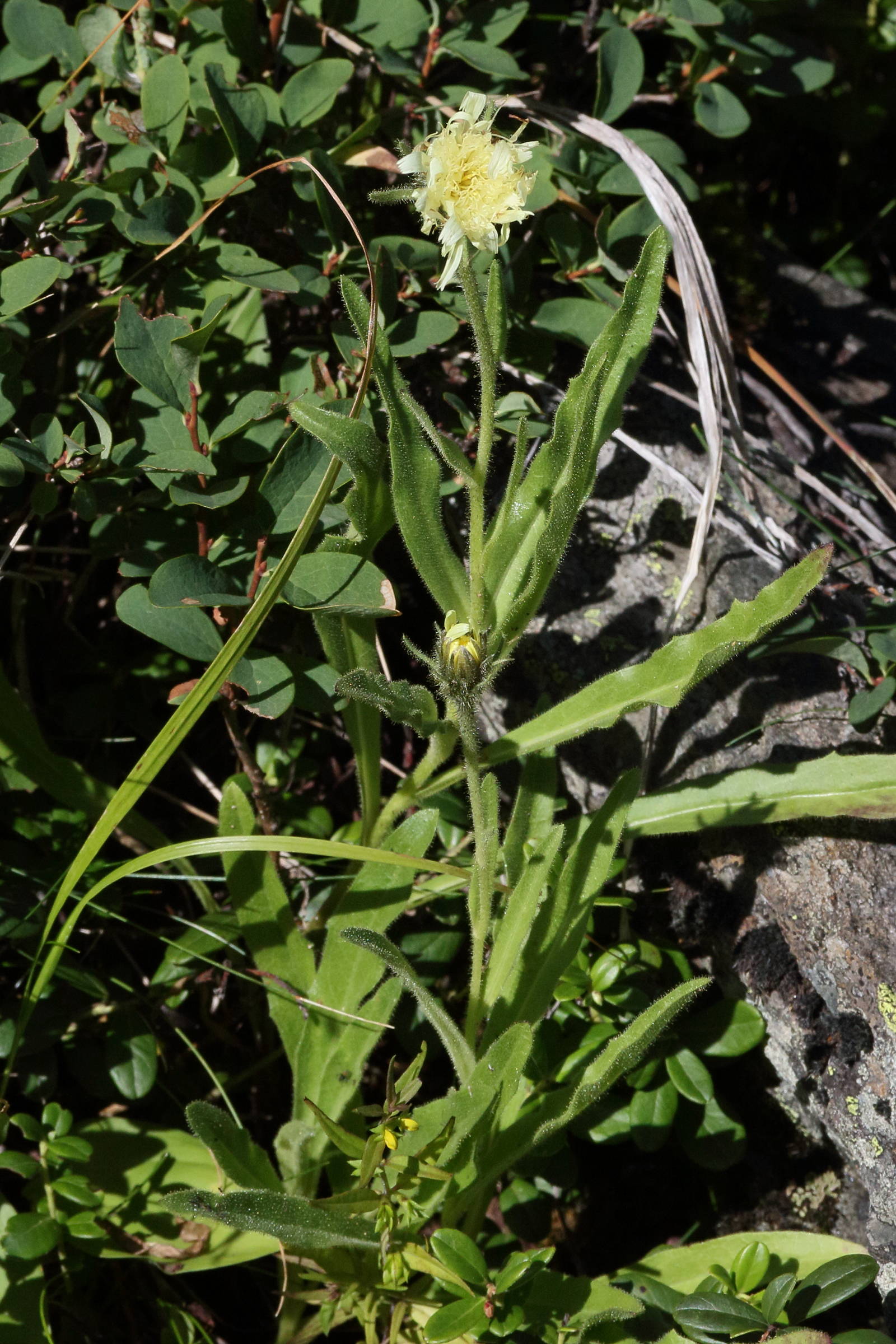 Afficher le média hieracium_intybaceum1md hieracium_intybaceum1md
