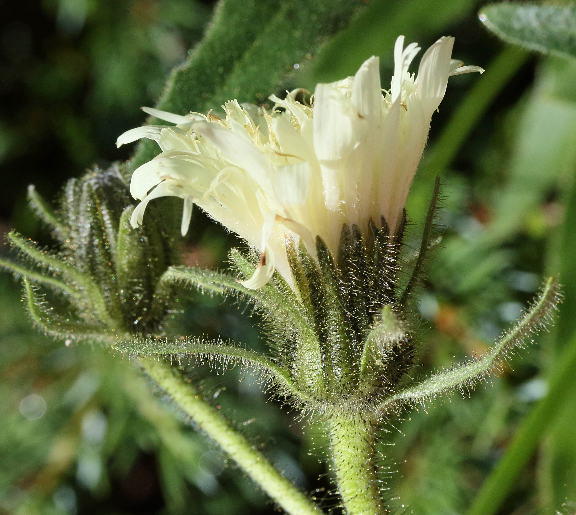 Afficher le média hieracium_intybaceum3md hieracium_intybaceum3md