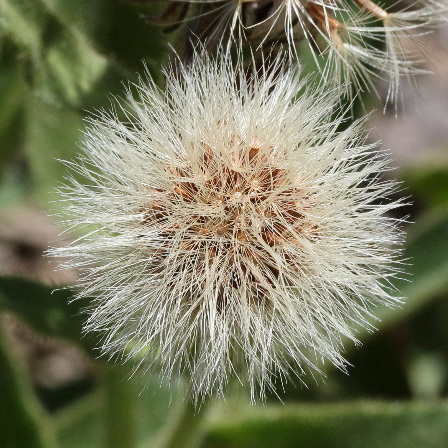 Afficher le média hieracium_intybaceum5md hieracium_intybaceum5md