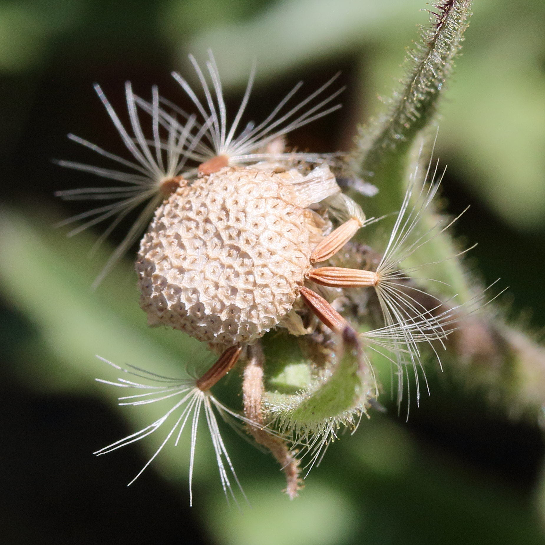 Afficher le média hieracium_intybaceum6md hieracium_intybaceum6md