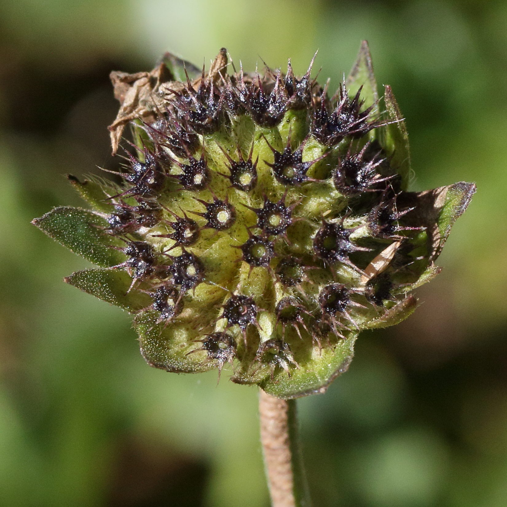 Afficher le média knautia_dipsacifolia9md knautia_dipsacifolia9md