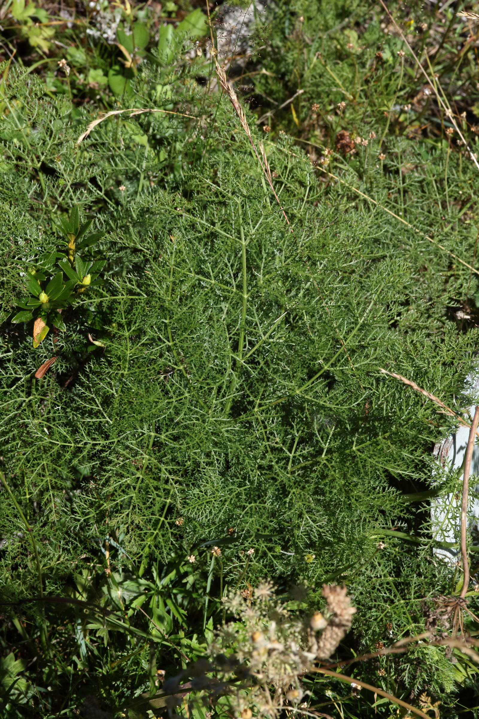 laserpitium_halleri3md