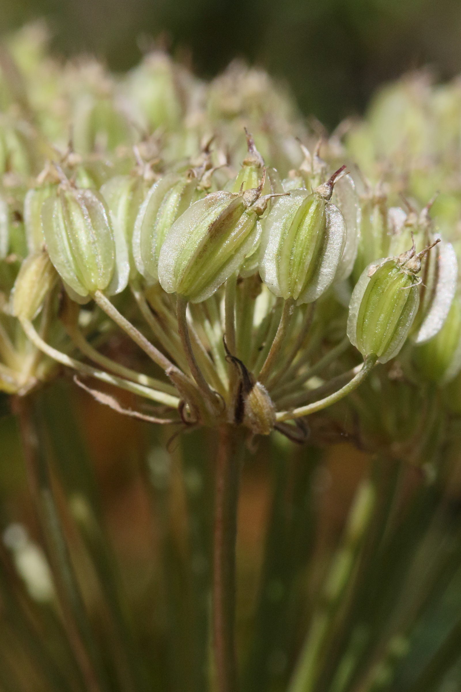 laserpitium_halleri4md