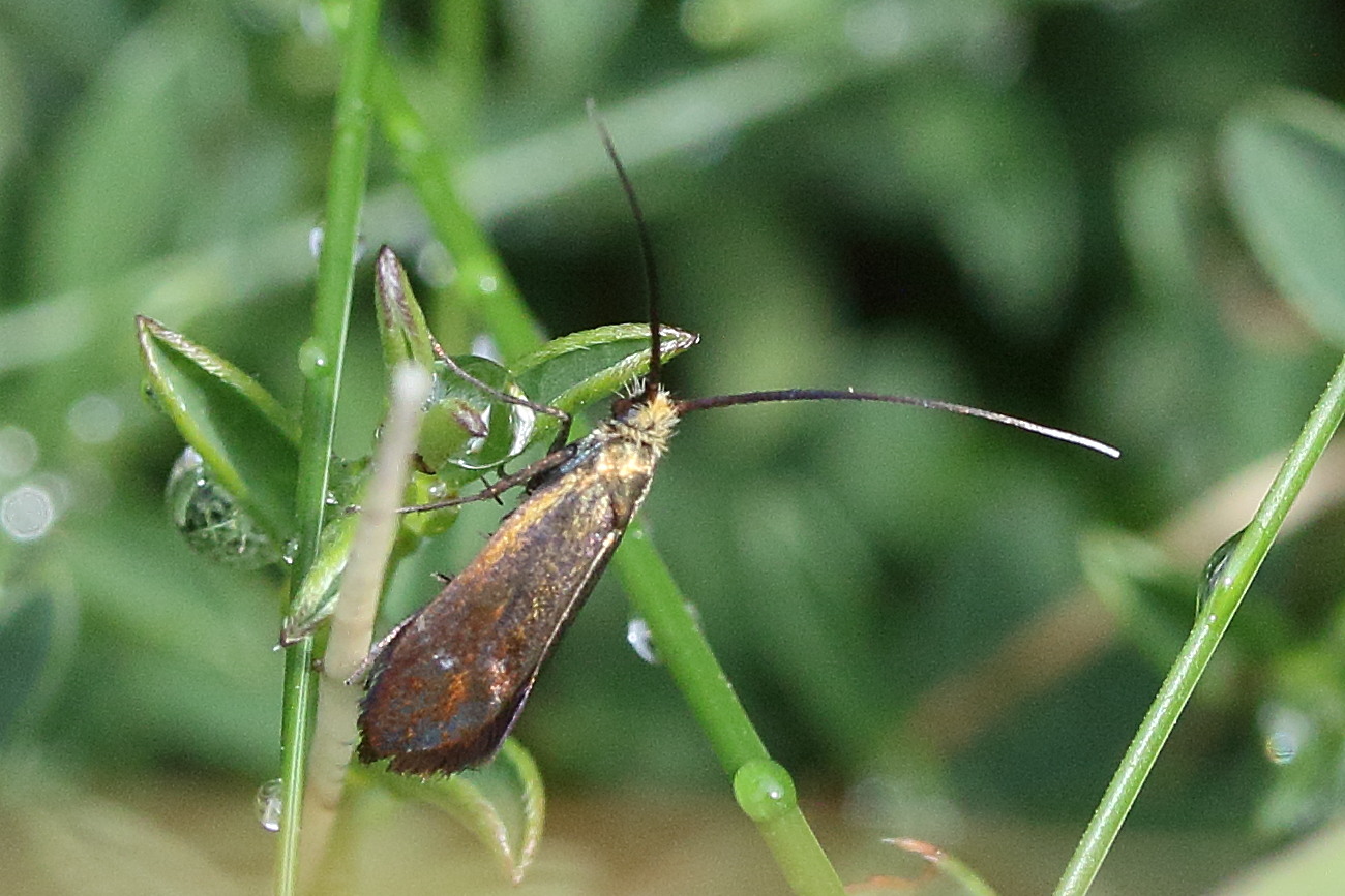 nemophora_metallica2md