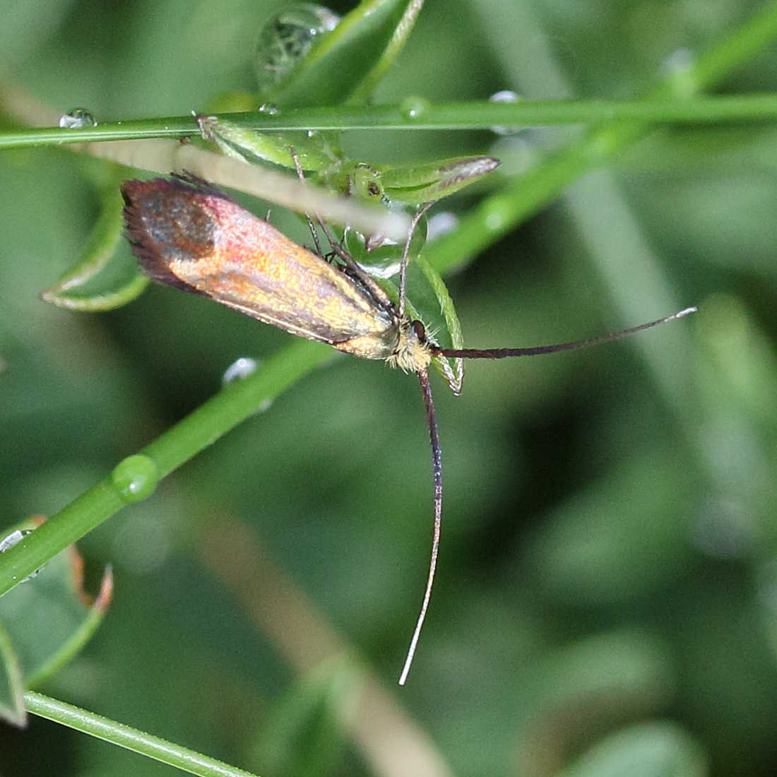 nemophora_metallica3md
