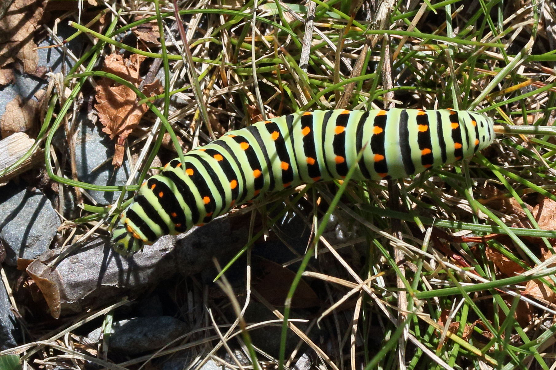 papilio_machaon_ch2md