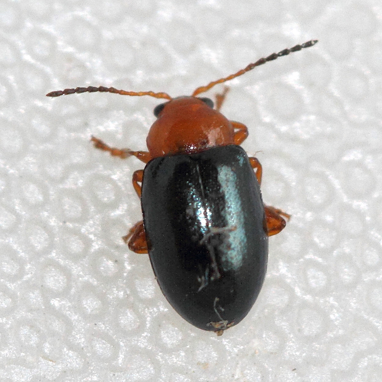 podagrica_fuscicornis1md