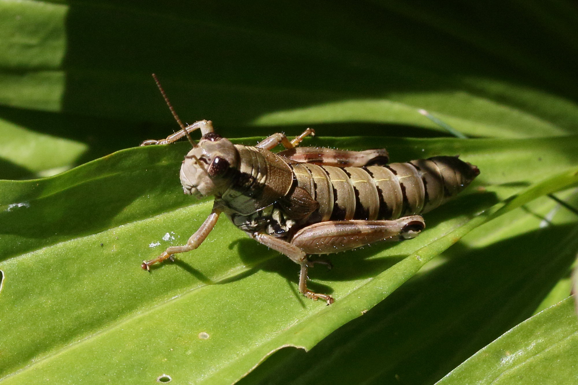 podisma_pedestris7md