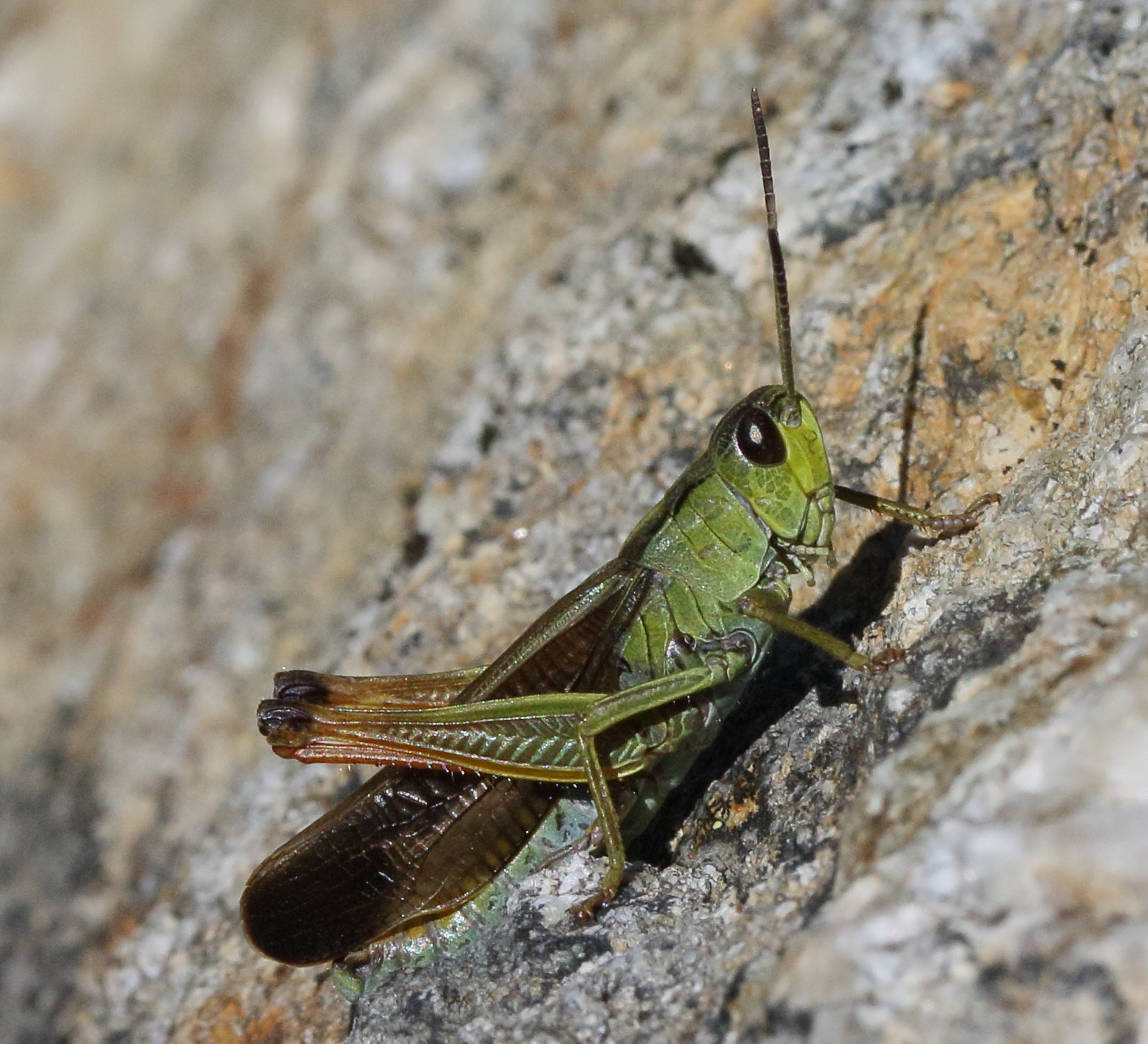 Afficher le média stauroderus_scalaris2md stauroderus_scalaris2md