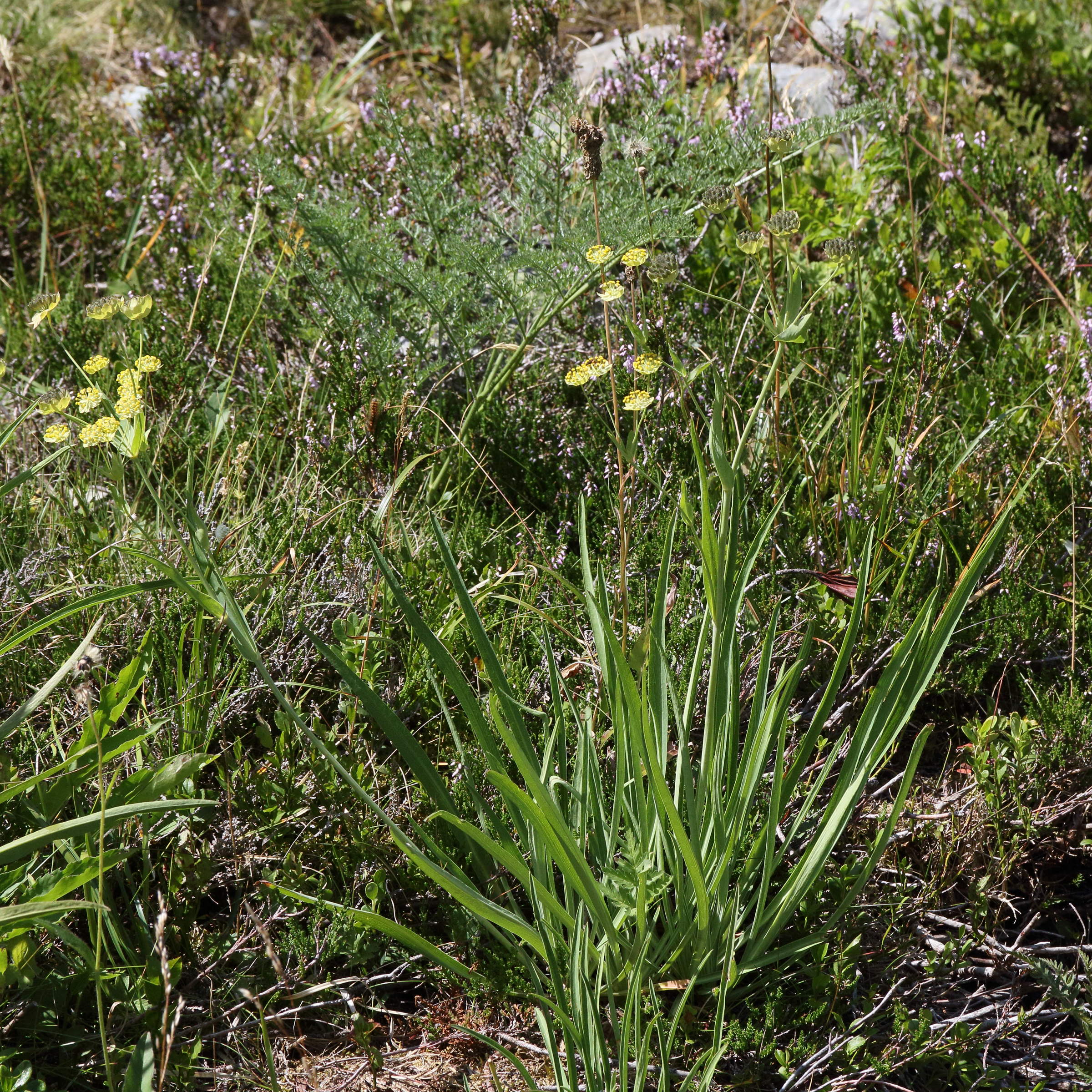 bupleurum_stellatum5md