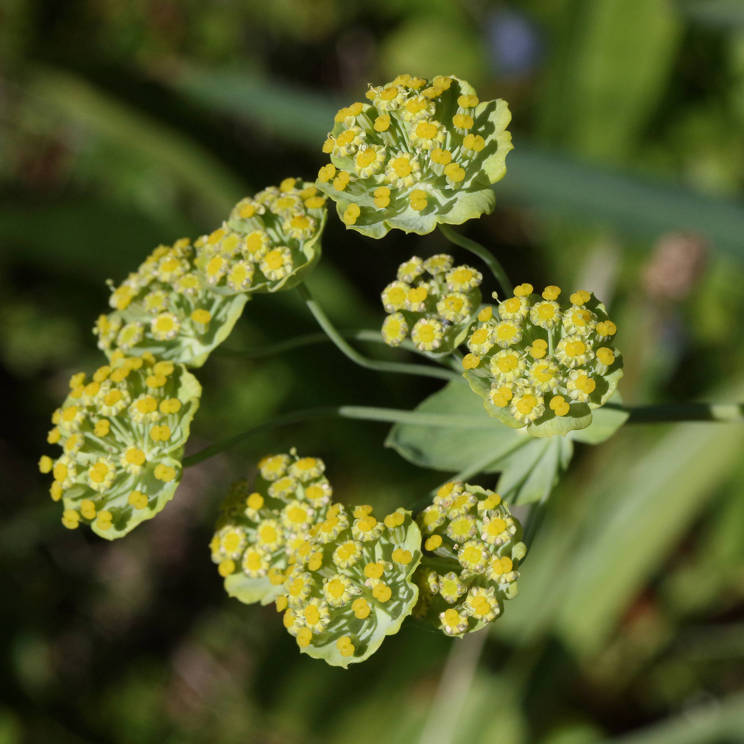 bupleurum_stellatum6md