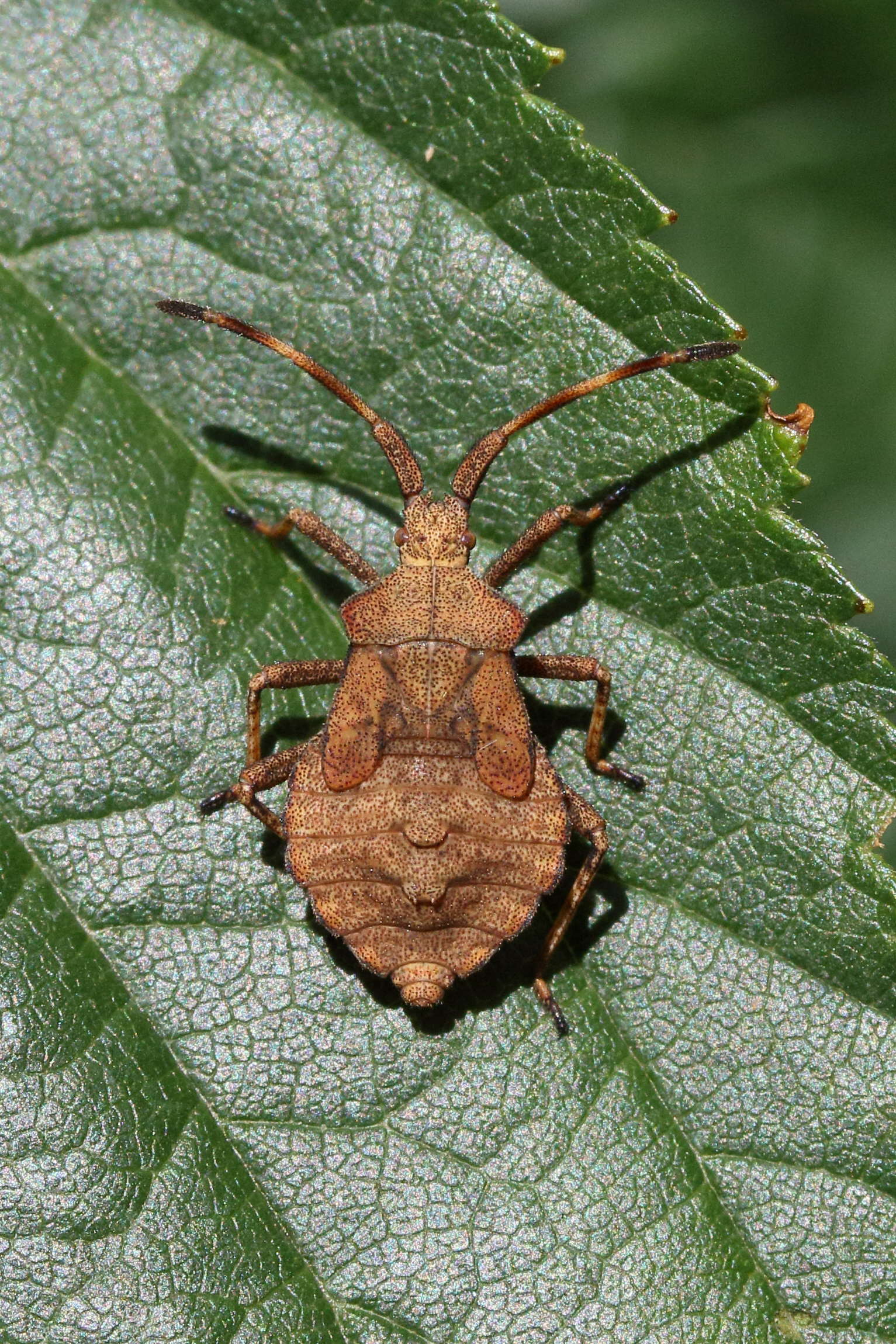coreus_marginatus_juv5md