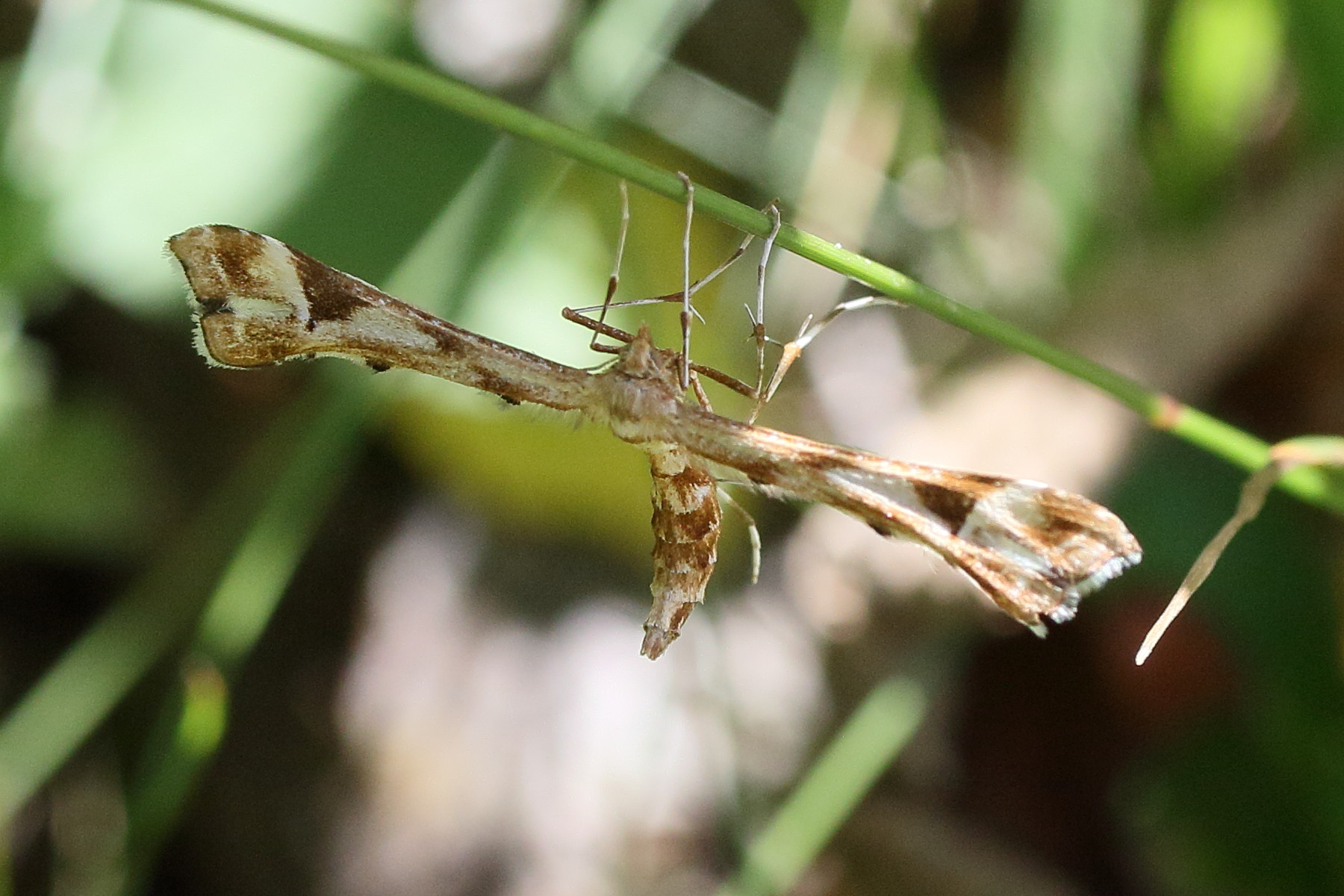 Afficher le média platyptilia_gonodactyla1md platyptilia_gonodactyla1md