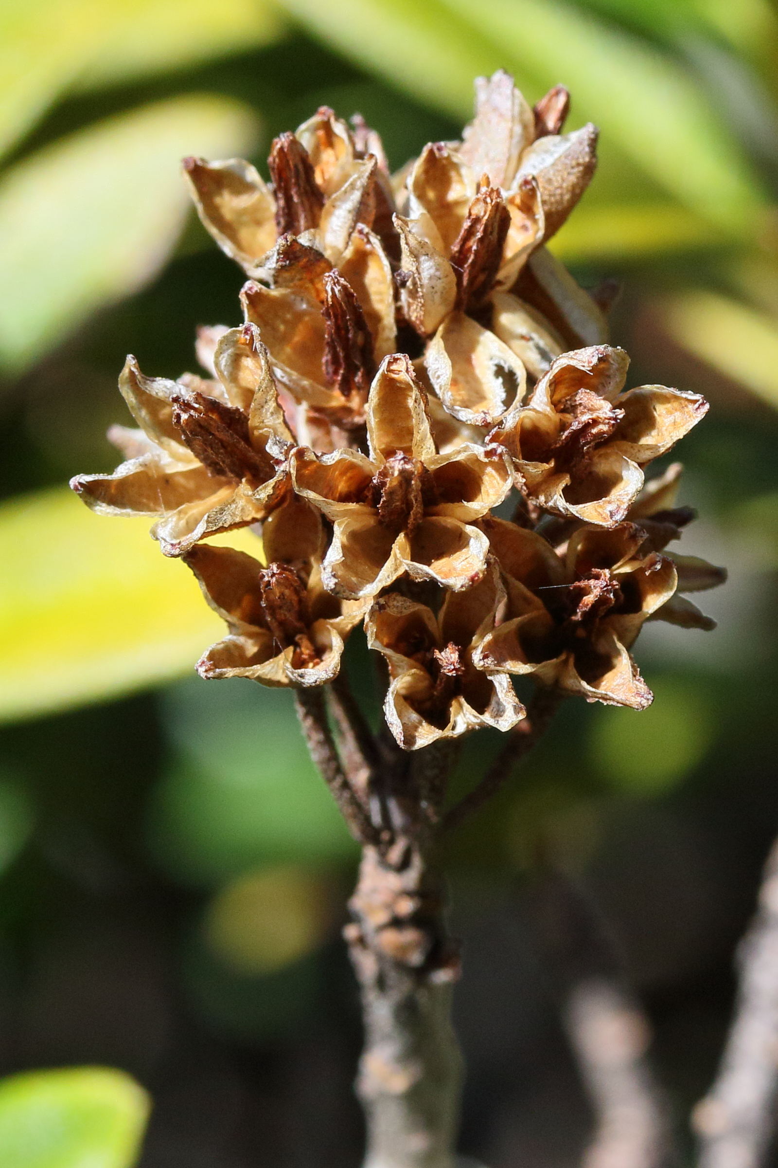 Afficher le média rhododendron_ferrugineum7md rhododendron_ferrugineum7md