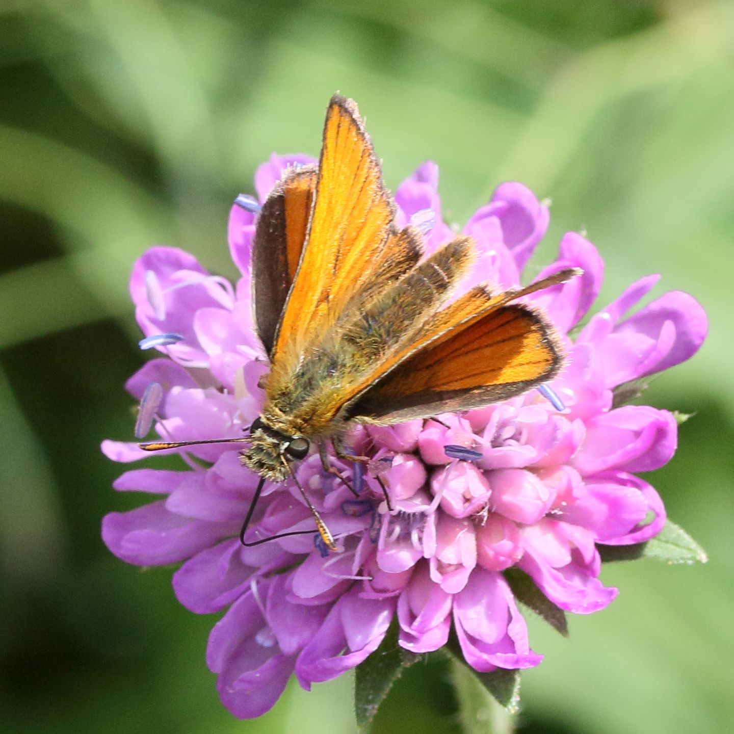 Afficher le média thymelicus-sylvestris2md thymelicus-sylvestris2md