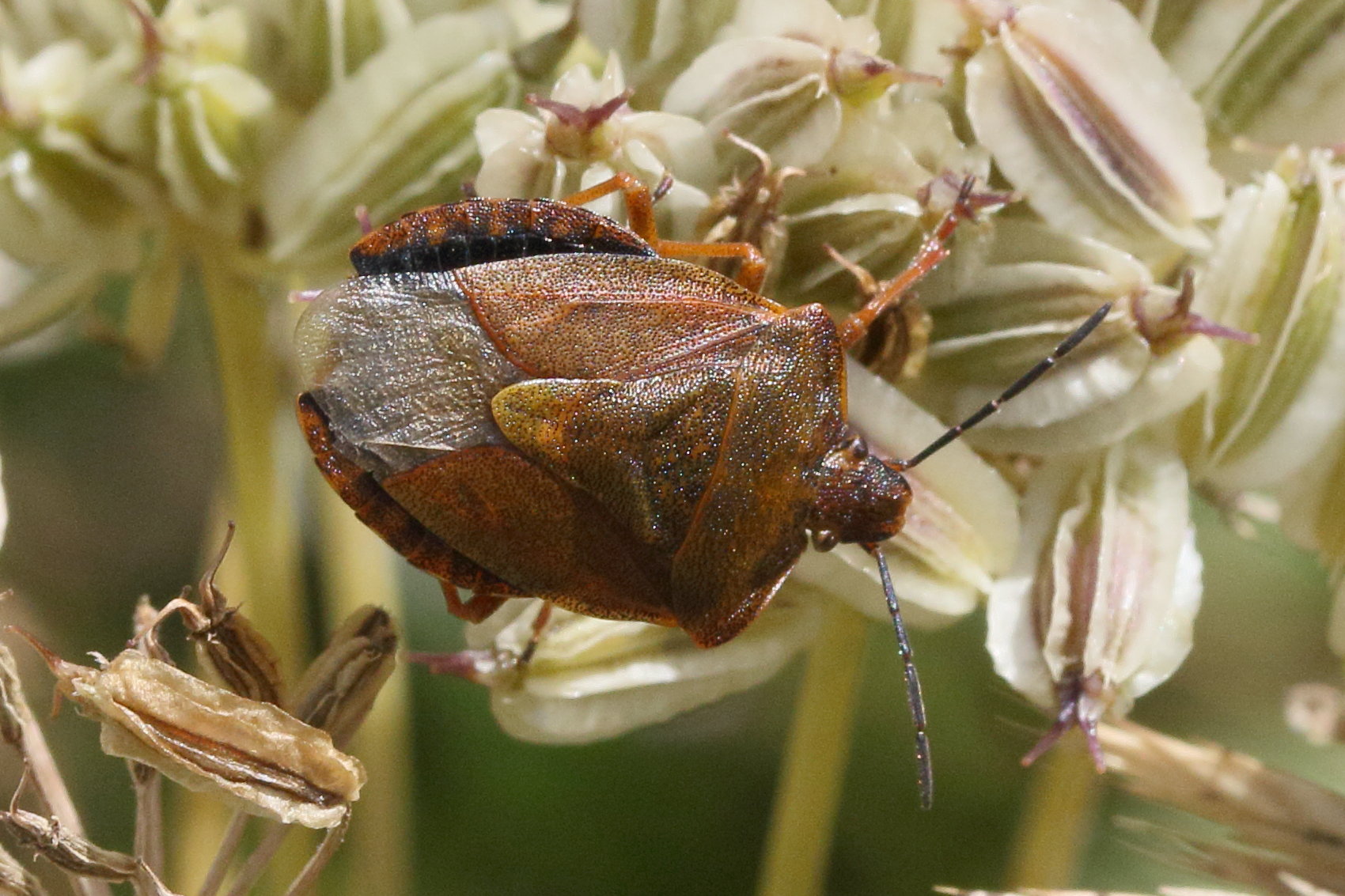 carpocoris_melanocerus1md