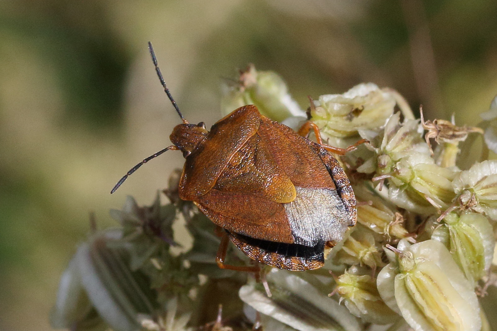 carpocoris_melanocerus2md