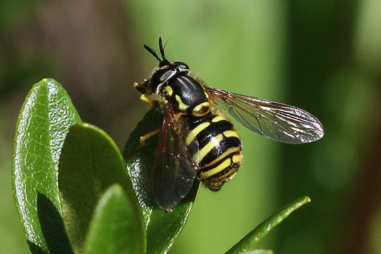 chrysotoxum_cautum4bd