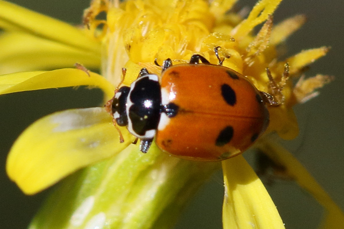 Afficher le média hippodamia_variegata7bd hippodamia_variegata7bd