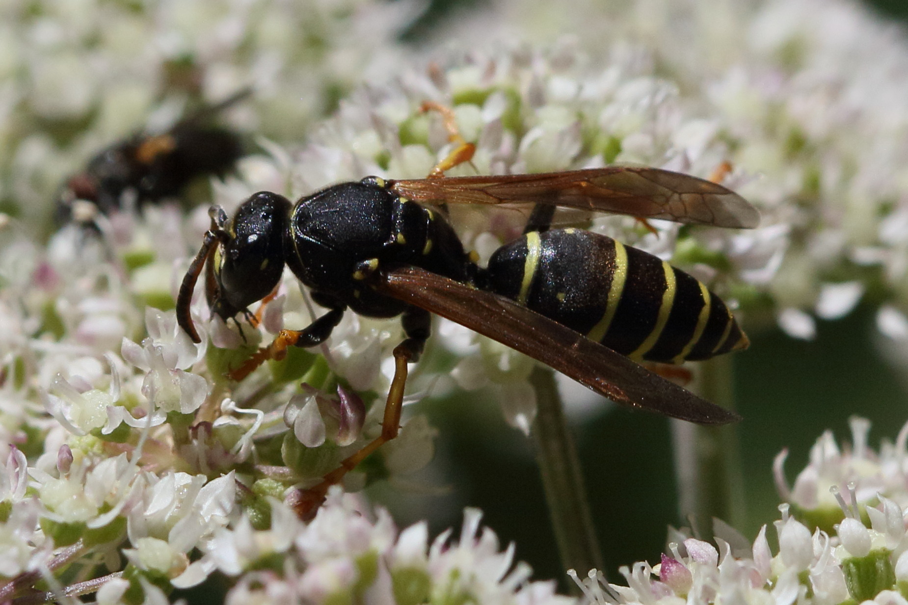 polistes_biglumis3bd